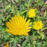 Picris hieracioides Flower