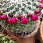 Mammillaria standleyi Flor