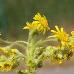 Tephroseris palustris Mosusu