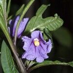 Solanum nudum Flower