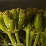 Ferula lancerotensis Fruit