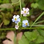 Myosotis scorpioidesFlor