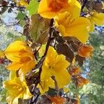 Fremontodendron californicum Kvet