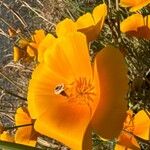 Eschscholzia caespitosa Flor