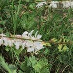 Oenothera gaura Çiçek