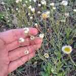 Erigeron ramosumFlower