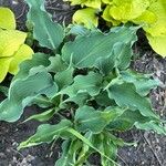 Hosta plantagineaLehti