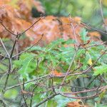 Quercus coccinea বাকল