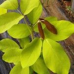 Dendrolobium umbellatum Leaf