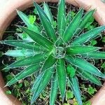 Agave filifera Leaf