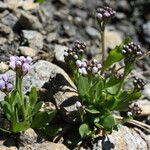 Arabis caerulea Habitus