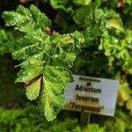 Adiantum tenerum Hoja