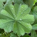 Alchemilla mollisبرگ