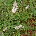 Celosia argentea Floare