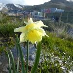 Narcissus bicolor Bark