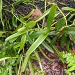 Epidendrum rigidum List