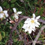 Amelanchier utahensis 整株植物