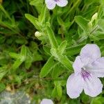 Ruellia humilis Folla