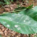 Garcinia epunctata Φύλλο