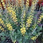 Baptisia sphaerocarpa Flower