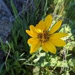 Wyethia angustifolia Flower