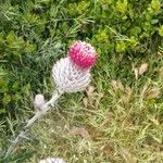 Cirsium occidentale Flower