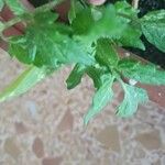 Solanum pimpinellifolium برگ