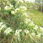 Ageratina aromaticaÕis