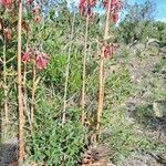 Kalanchoe delagoensis Лист