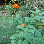 Tithonia rotundifoliaCvet