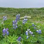 Lupinus nootkatensis Cvijet