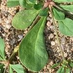 Mollugo verticillata Likasa