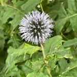 Echinops bannaticus Fula