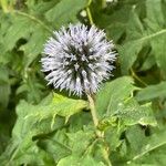 Echinops bannaticus പുഷ്പം