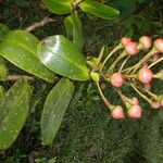 Schwartzia brenesii Fruto