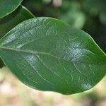 Monimia rotundifolia Leaf