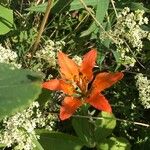 Lilium philadelphicum Cvet