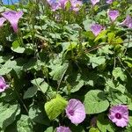 Ipomoea cordatotriloba Bloem