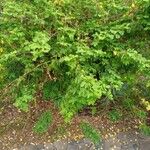 Cassia obtusifolia Habit