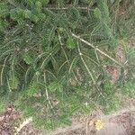 Abies cephalonica Folha