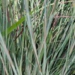 Andropogon gerardi Leaf