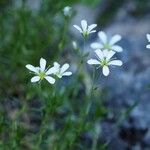 Arenaria grandiflora Flower