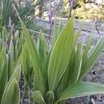 Bletilla striata 整株植物