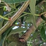 Crataegus crus-galli Bark