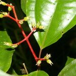 Miconia lateriflora Leaf