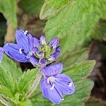 Veronica teucrium Flower