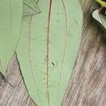 Miconia fragilis Лист