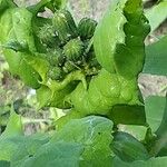 Sonchus oleraceus Flor