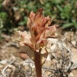 Orobanche alba Blüte