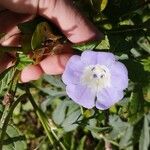 Nicandra physalodesBlomst